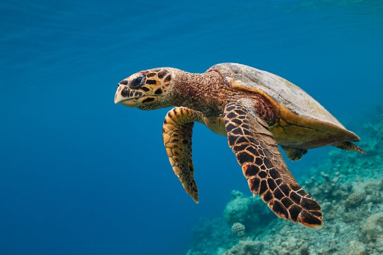 Tartaruga